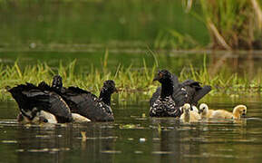 Horned Screamer