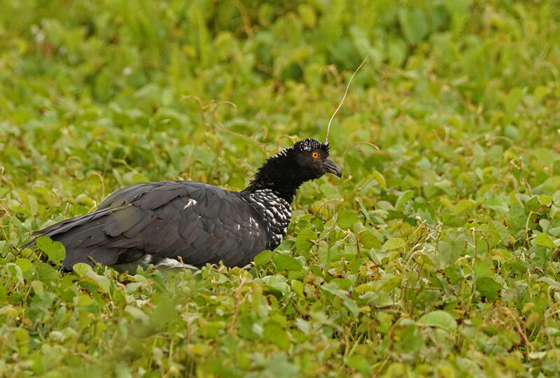 Horned Screamer