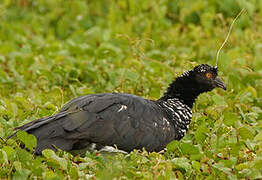 Horned Screamer