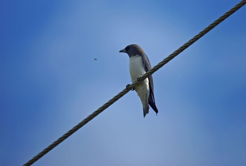 White-breasted Woodswallow