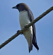 White-breasted Woodswallow