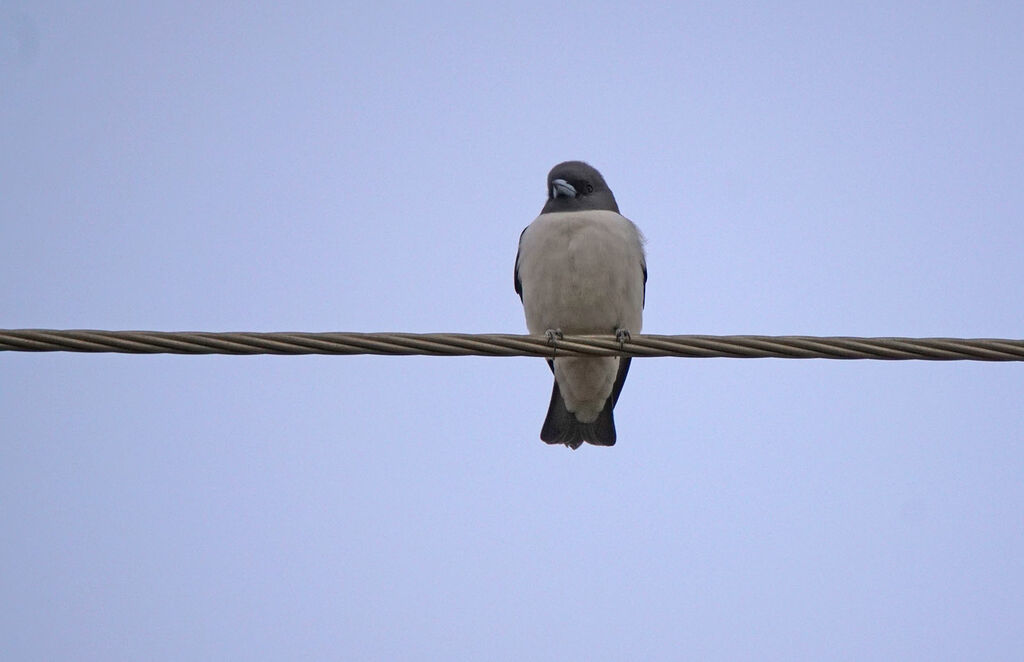 White-breasted Woodswallow