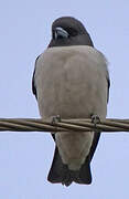 White-breasted Woodswallow