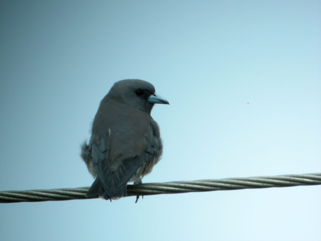 Ashy Woodswallow