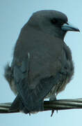 Ashy Woodswallow