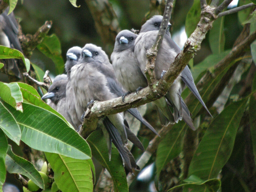 Ashy Woodswallow