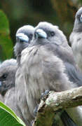 Ashy Woodswallow