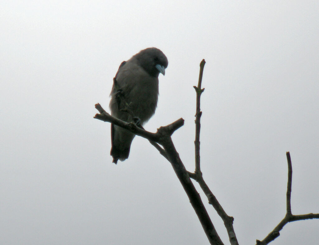 Ashy Woodswallow