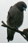 Ashy Woodswallow