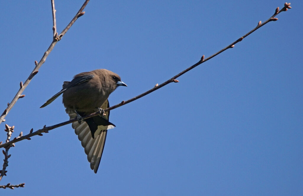 Dusky Woodswallow