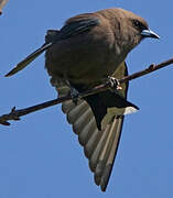 Dusky Woodswallow