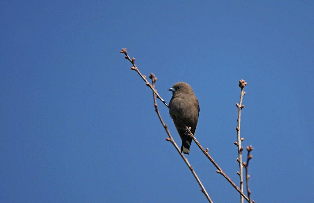 Dusky Woodswallow