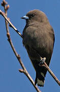 Dusky Woodswallow