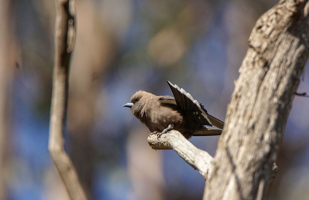 Dusky Woodswallow