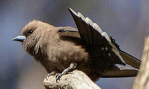 Dusky Woodswallow