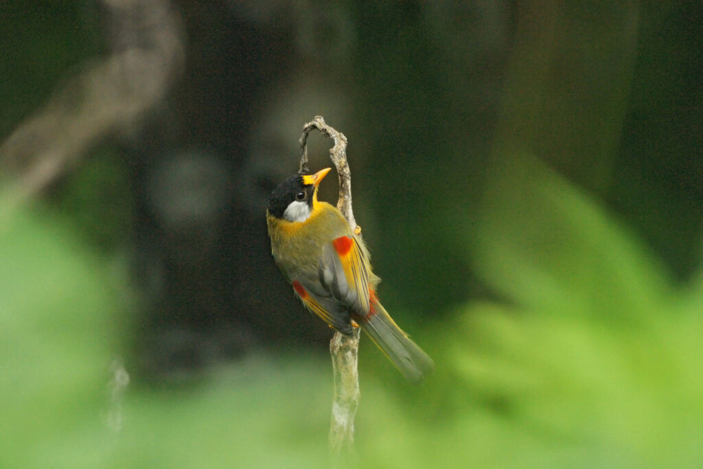 Silver-eared Mesia, Behaviour