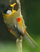 Silver-eared Mesia