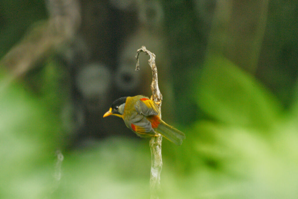 Silver-eared Mesia