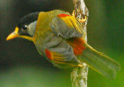 Silver-eared Mesia