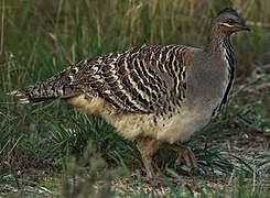 Malleefowl