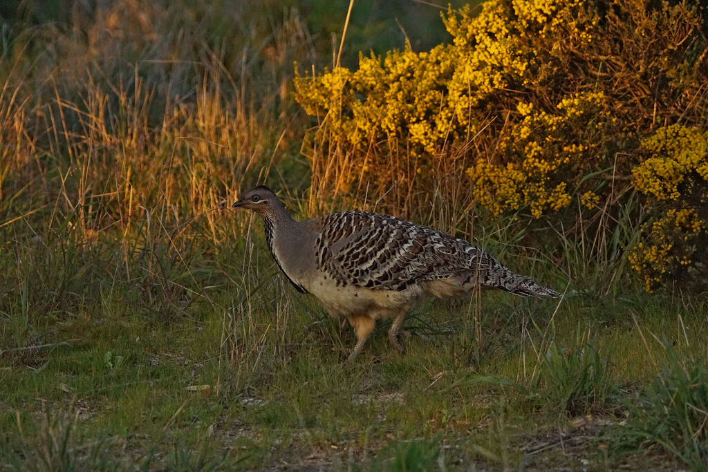 Malleefowl