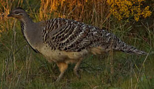 Malleefowl