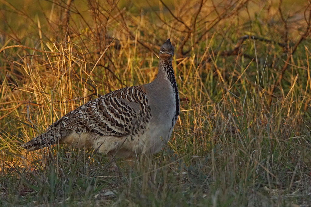 Malleefowl