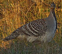 Malleefowl