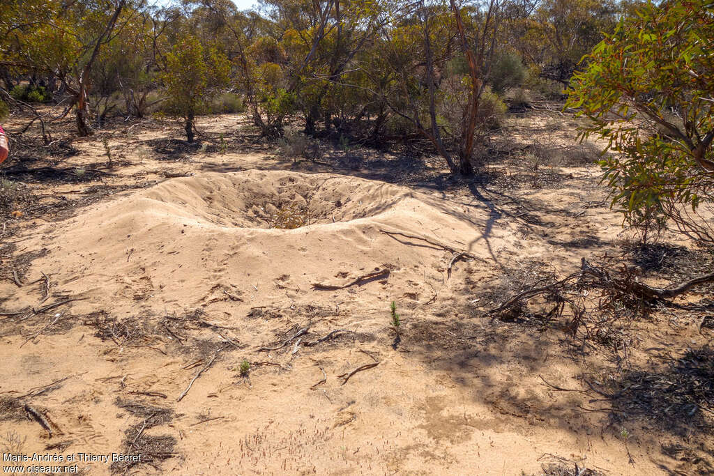 Malleefowl, habitat, Reproduction-nesting