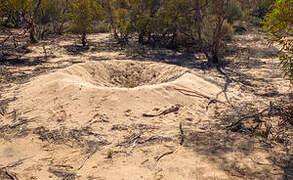 Malleefowl