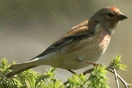 Common Linnet