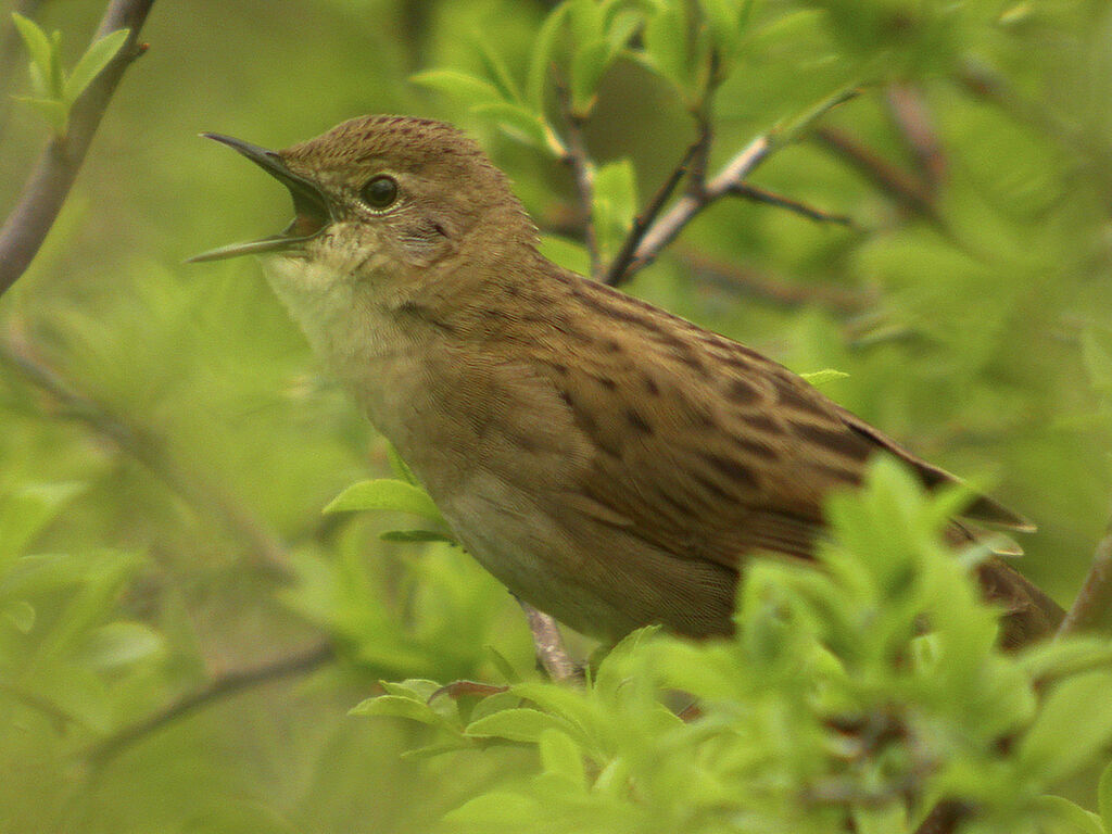 Common Grasshopper Warbler