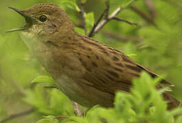 Common Grasshopper Warbler