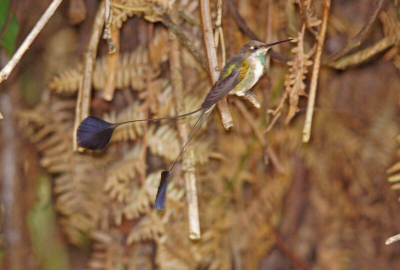 Marvelous Spatuletail male