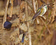 Marvelous Spatuletail