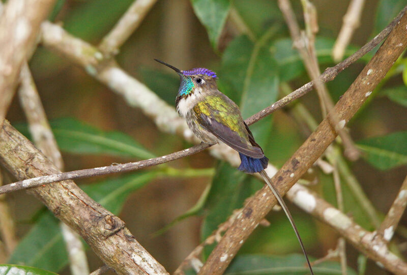 Marvelous Spatuletail male juvenile