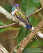 Marvelous Spatuletail