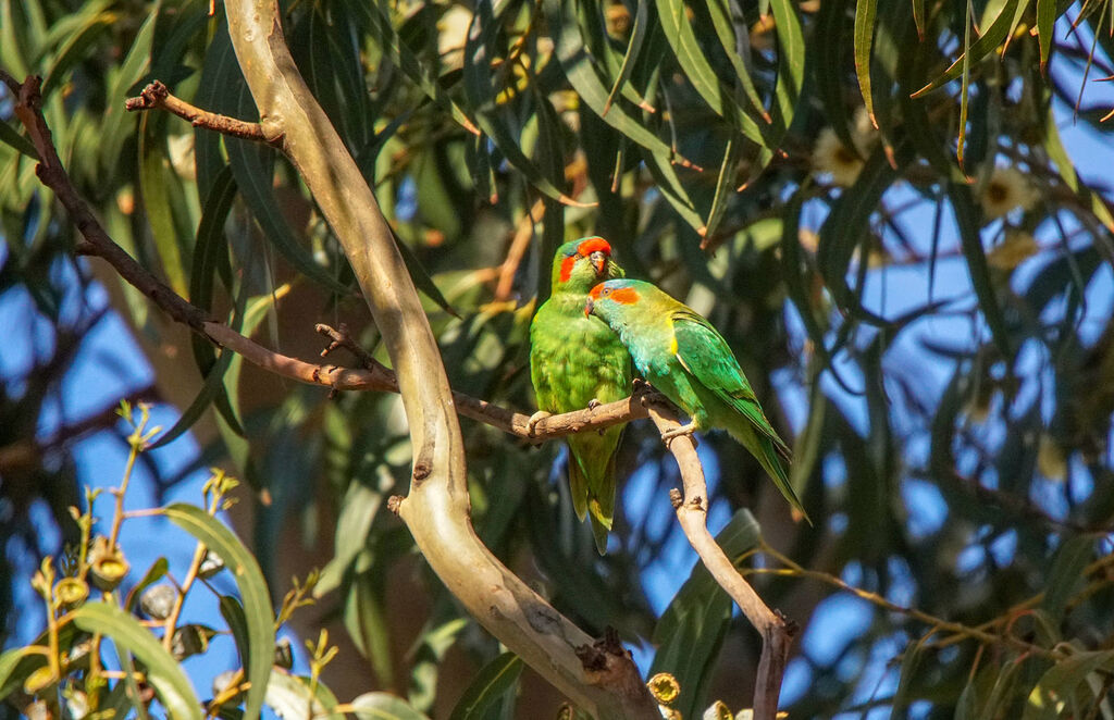 Musk Lorikeetadult