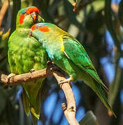 Musk Lorikeet