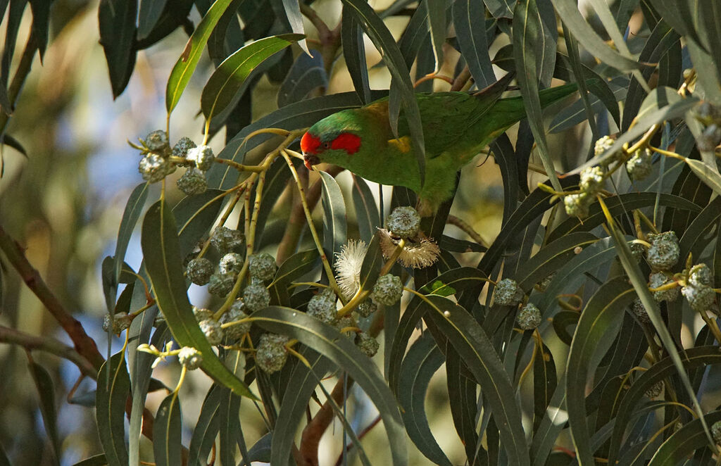 Lori à bandeau rouge