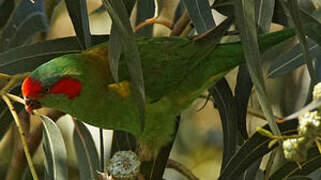 Musk Lorikeet