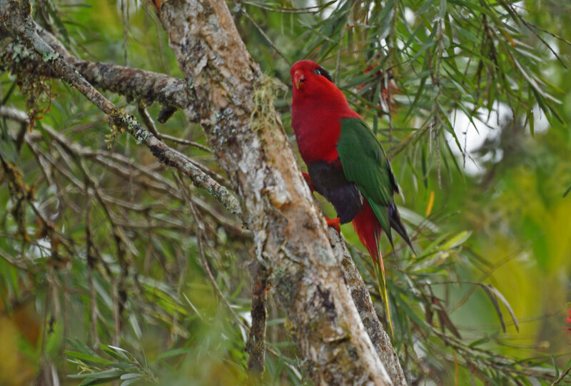 Stella's Lorikeetadult, identification