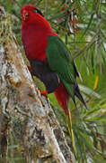 Stella's Lorikeet