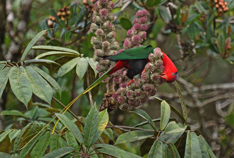 Stella's Lorikeetadult, feeding habits, Behaviour