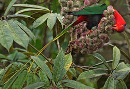 Stella's Lorikeet