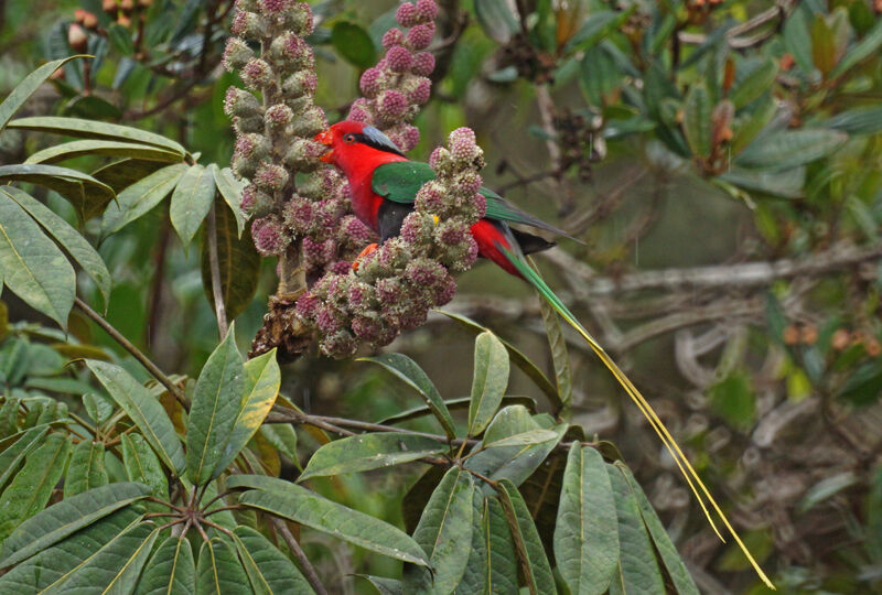 Stella's Lorikeetadult, eats