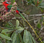 Stella's Lorikeet