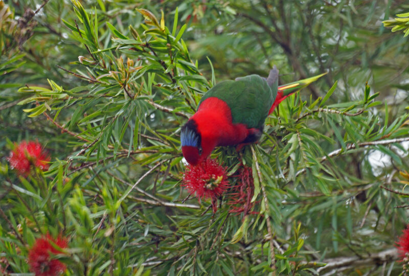 Stella's Lorikeet