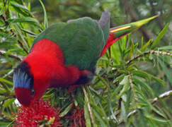 Stella's Lorikeet