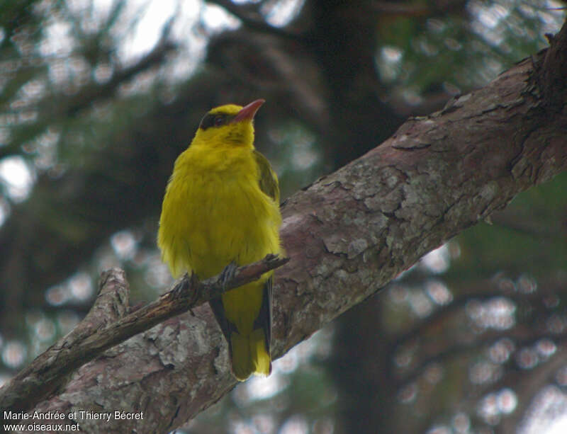 Slender-billed Oriole